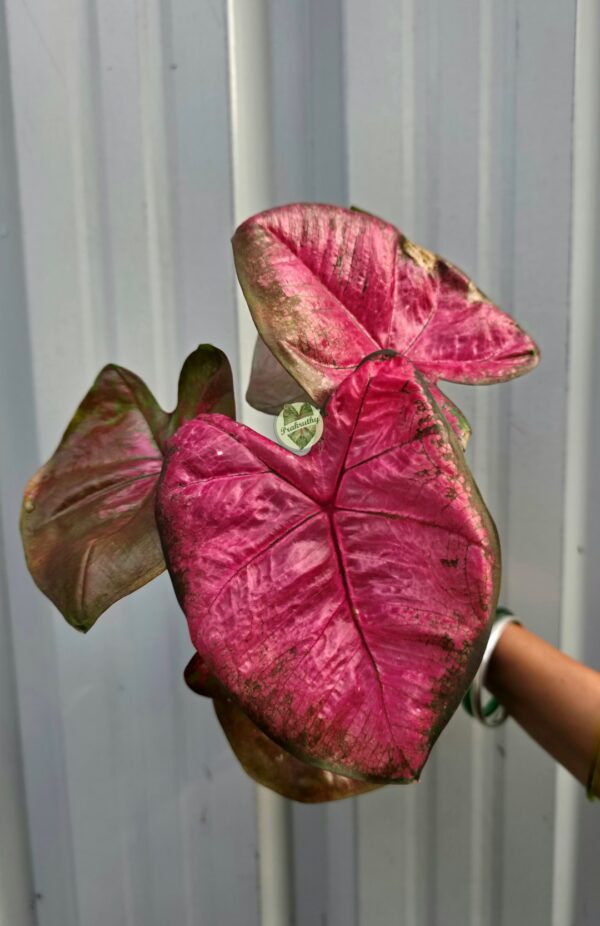 Glossy Magenta Pink Caladium with Dark Smoky Border Rim