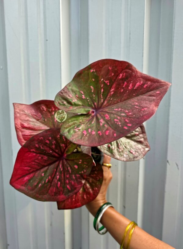 Deep Crimson Maroon Caladium with Hot Pink Flecks & Olive Green Central Blotch