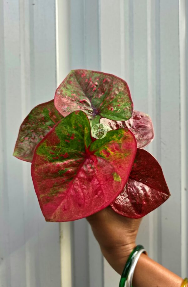 Bicolor Scarlet Red & Forest Green Patch Caladium
