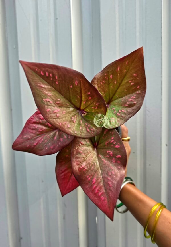 Metallic Bronze Olive Caladium with Vibrant Pink Flecks & Rose Copper Hues