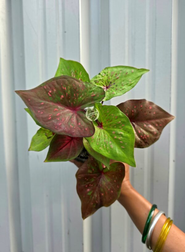 Two-Tone Lime & Bronze Caladium with Bright Pink Speckles