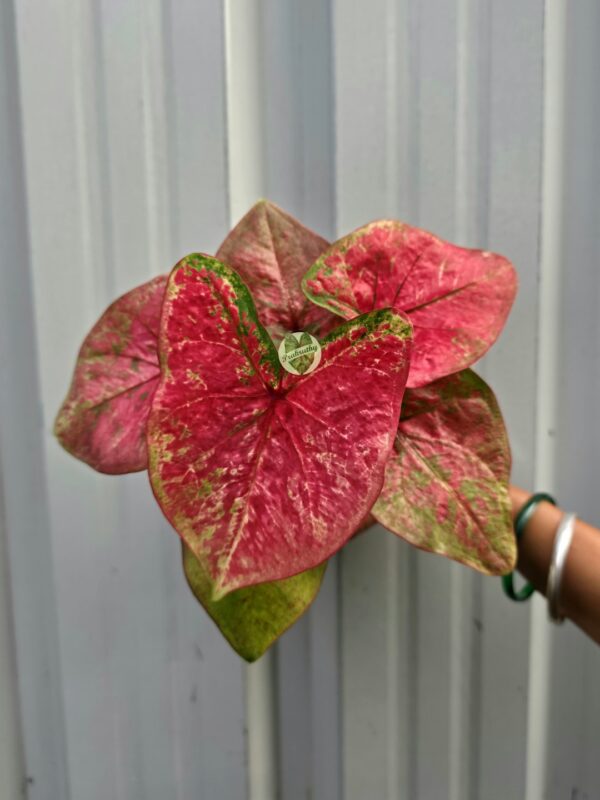 Coral Raspberry Caladium with Soft Marbling & Mottled Moss Green Margin