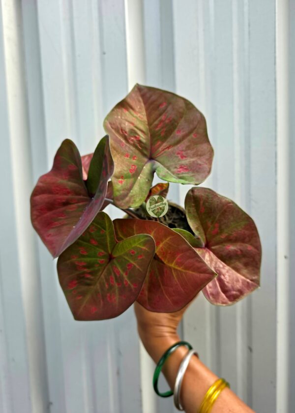 Bronze Rosé Caladium with Crimson Specks & Olive Green Accents