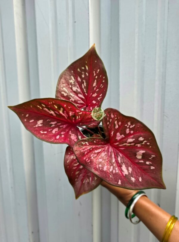 Ruby Red Caladium with White Pink Speckled Splashes & Thin Green Rim