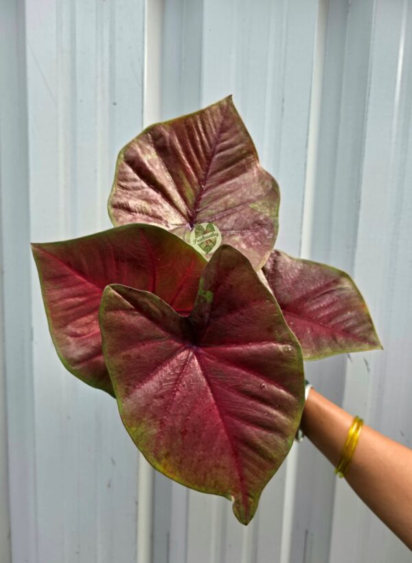 Metallic Ruby Bronze Caladium with Deep Maroon Veins & Olive Border