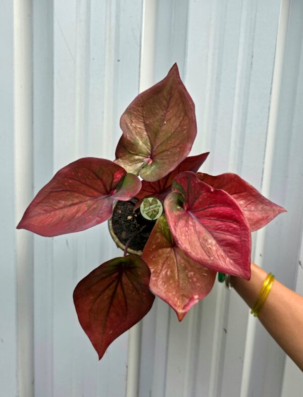 Metallic Coral Copper Caladium with Deep Wine Veins & Olive Center Accents