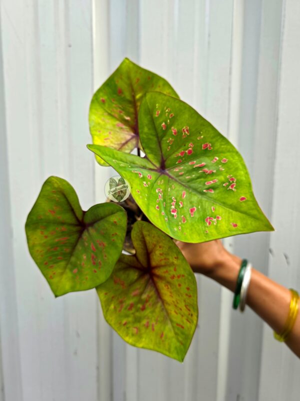 Bright Chartreuse Lime Caladium with Hot Pink Speckles & Deep Maroon Veins