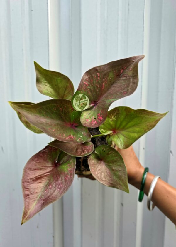 Bronze Olive Caladium with Vibrant Hot Pink Flecks & Maroon Center