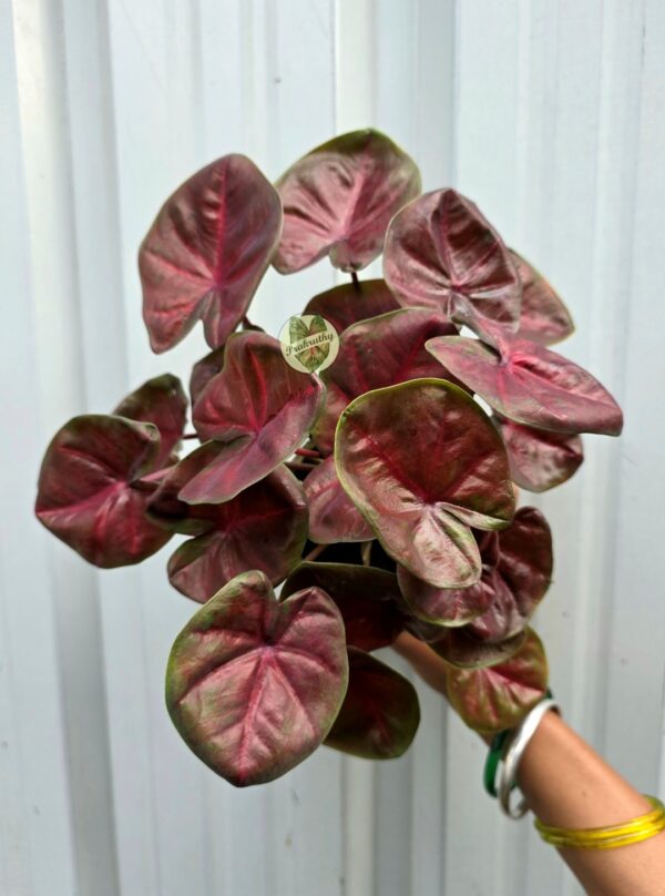 Glossy Crimson Bronze Caladium with Olive Green Edges & Ruby Star Veins