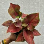 Previous Product Image