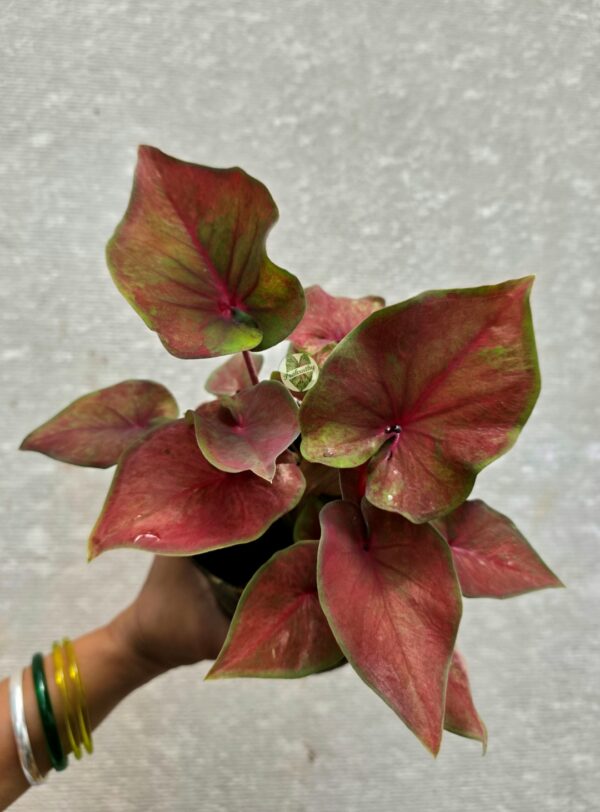 Dusty Coral Rose Caladium with Olive Green Borders & Wine Red Veins