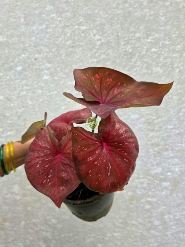 Copper Maroon Caladium with Fuchsia Star Veins & Fine Pink Flecks