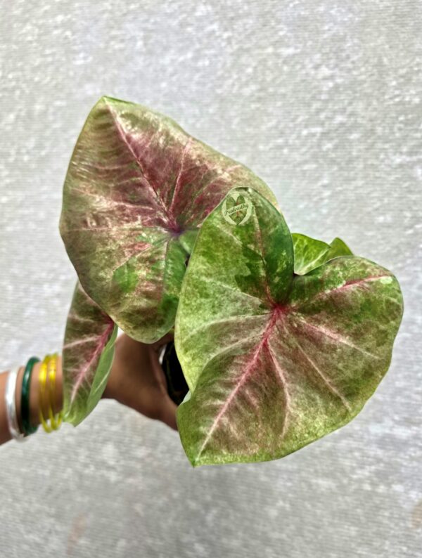Mottled Olive Green & Dusty Rose Caladium with Radiant Pink Veins