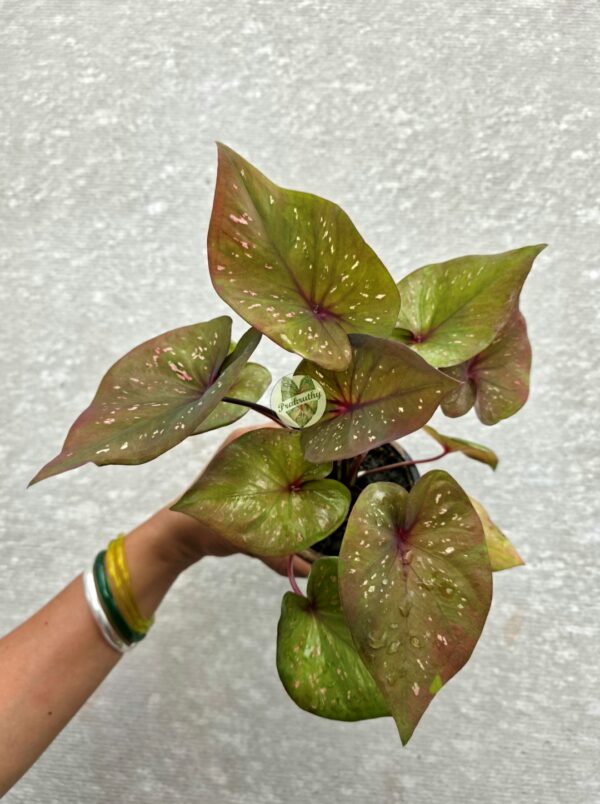 Olive Bronze Caladium with Delicate Pink Flecks & Deep Wine Central Veins