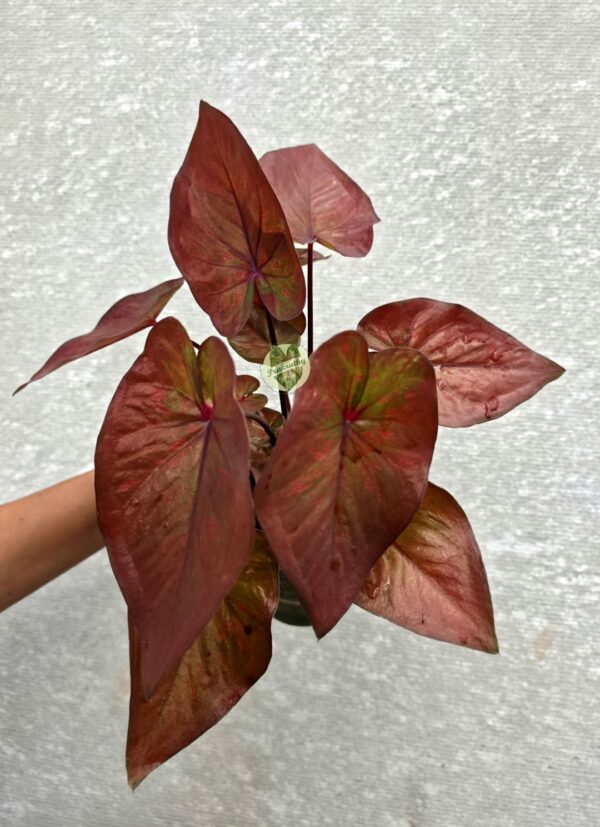 Metallic Copper Rust Caladium with Magenta Central Star & Olive Undertones