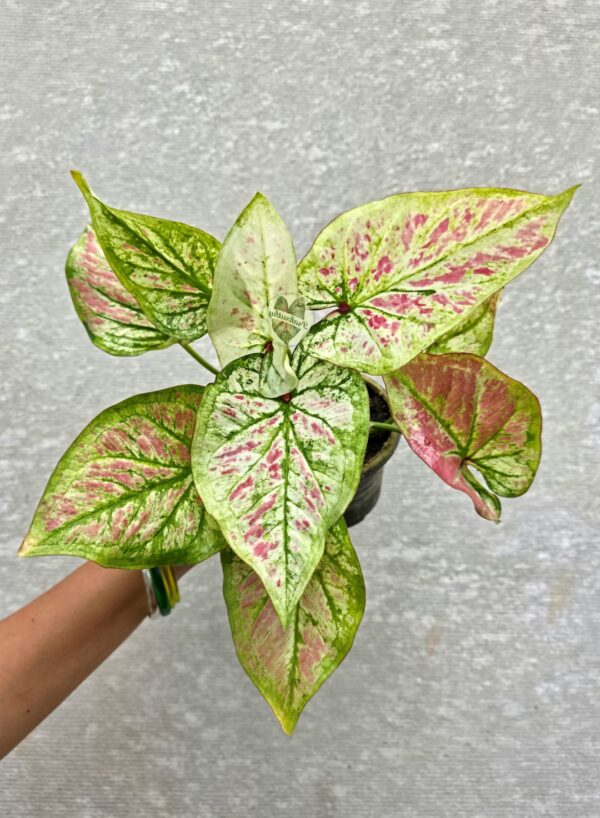 Cream & Lime Caladium with Pink Confetti Speckles & Green Vein Netting
