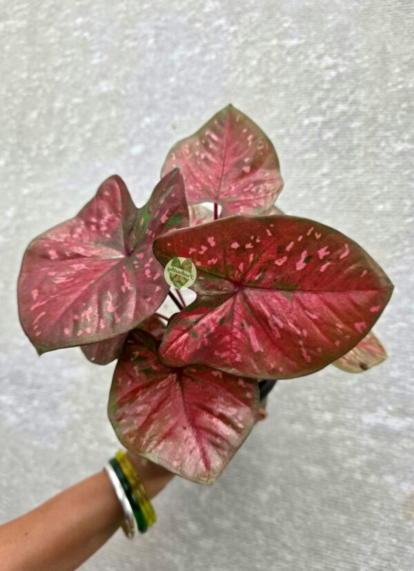 Metallic Rose Pink Caladium with Hot Pink Flecks & Olive Rim