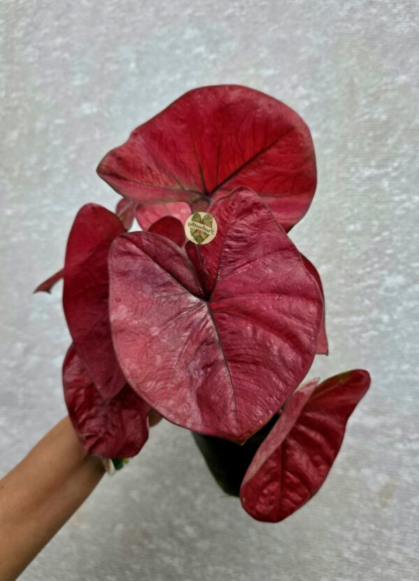 Velvet Maroon Red Caladium with Dark Prominent Veins