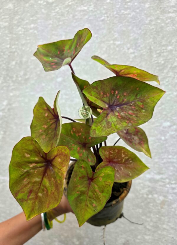 Golden Olive Chartreuse Caladium with Coral Pink Specks & Maroon Veins