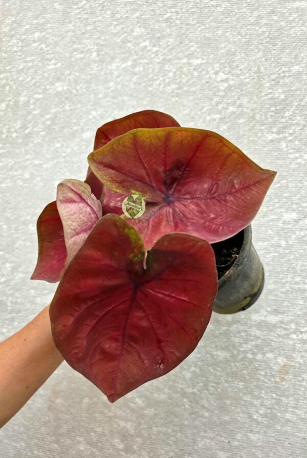 Metallic Copper Crimson Caladium with Olive Green Edges & Deep Wine Veins