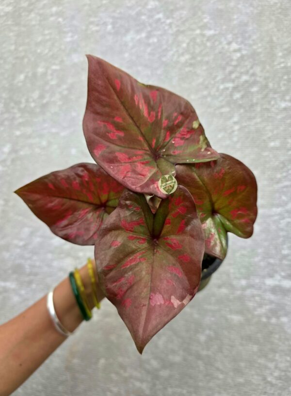 Dusty Bronze Pink Caladium with Coral Raspberry Splashes & Deep Maroon Center