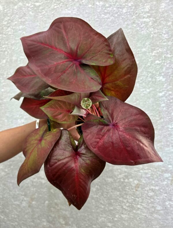 Burgundy Bronze Caladium with Fuchsia Starburst Veins & Olive Edge