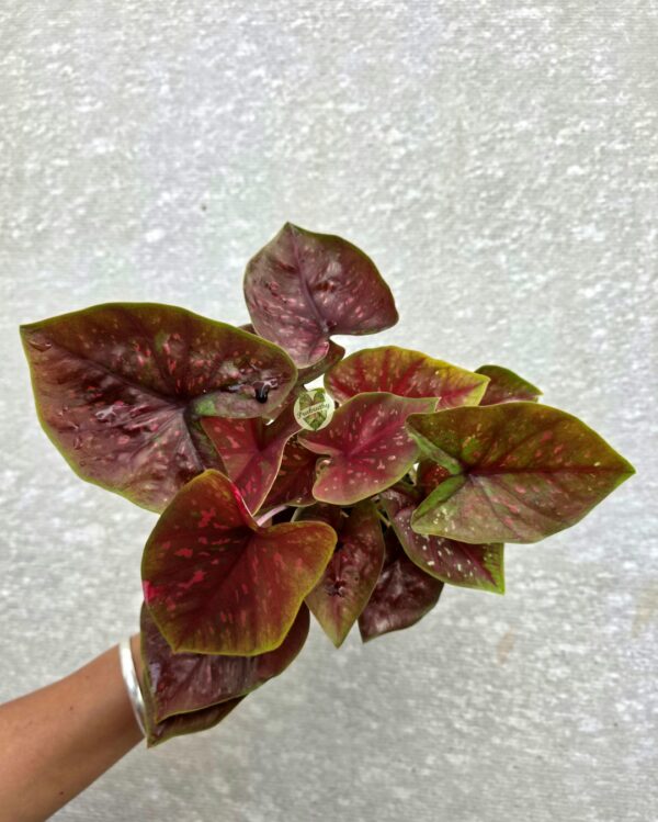 Bronze Plum Caladium with Lime Green Margins & Vivid Pink Flecks
