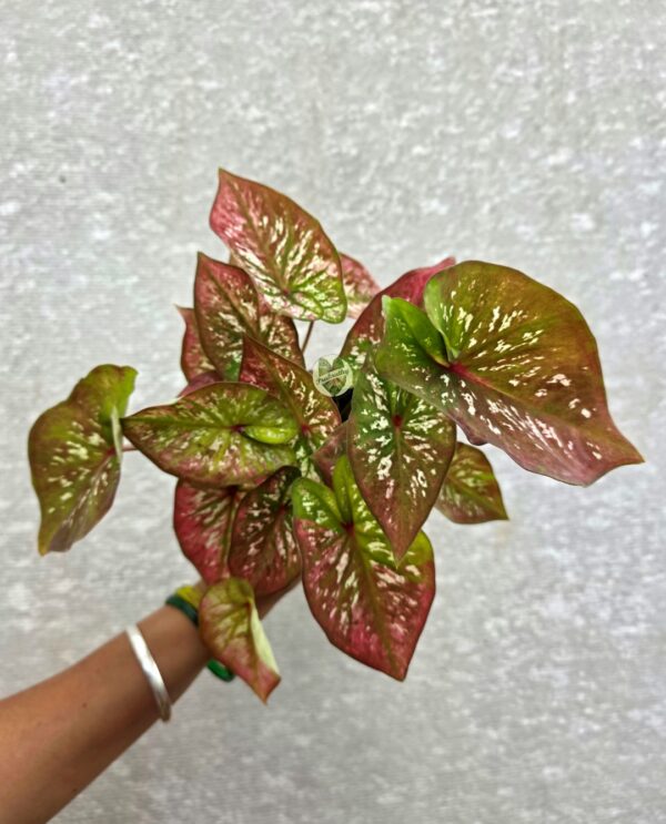 Bronze Rose & Olive Green Caladium with White Feathered Speckles & Red Veins