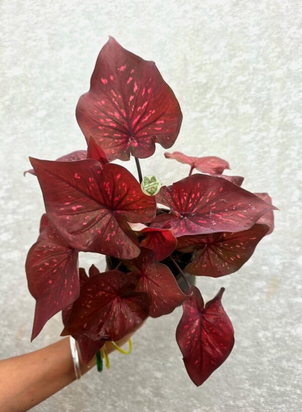 Deep Burgundy Maroon Caladium with Hot Pink Freckles & Dark Veins