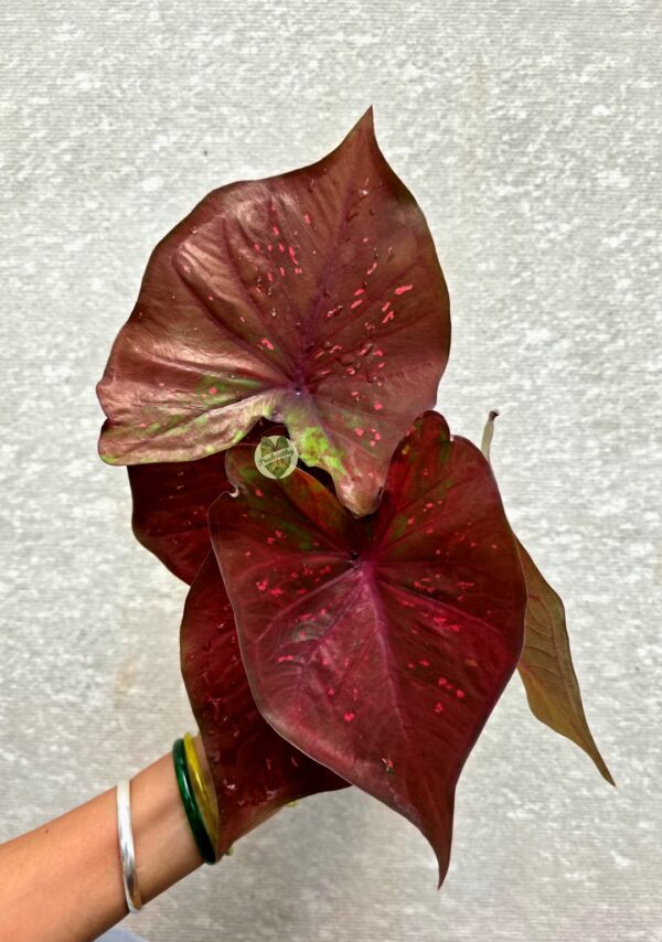 Copper Maroon Caladium with Hot Pink Specks & Olive Accents