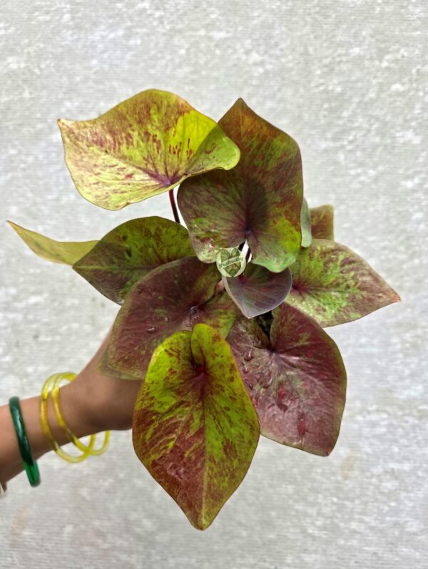 Lime Green & Bronze Rust Caladium with Crimson Splashes & Deep Wine Veins