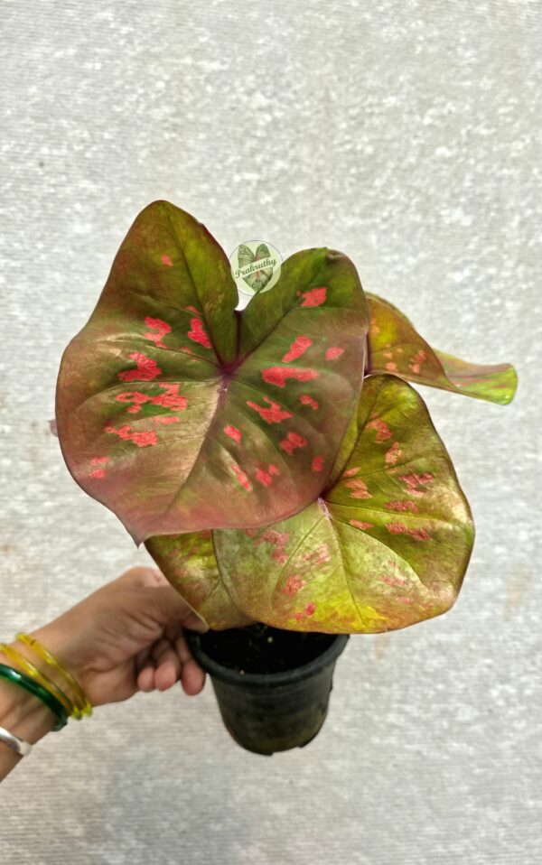 Metallic Olive Bronze Caladium with Bright Pink Blotches & Deep Maroon Veins