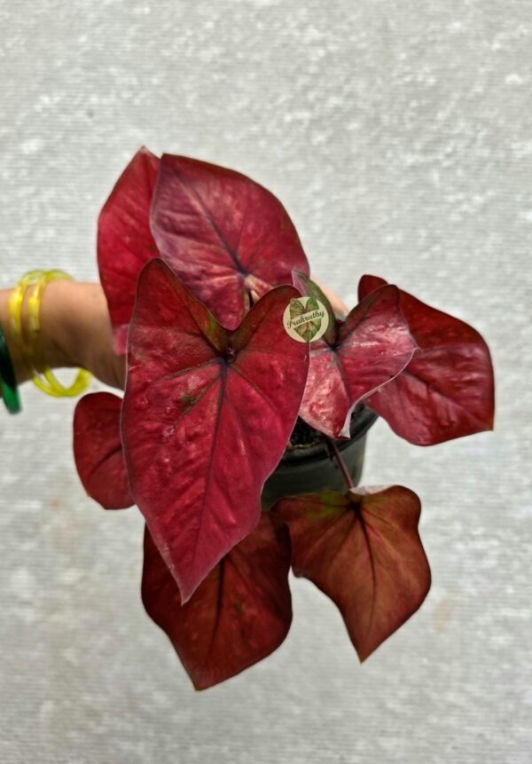 Vibrant Cherry Crimson Caladium with Deep Purple-Black Veins & Subtle Olive Margins