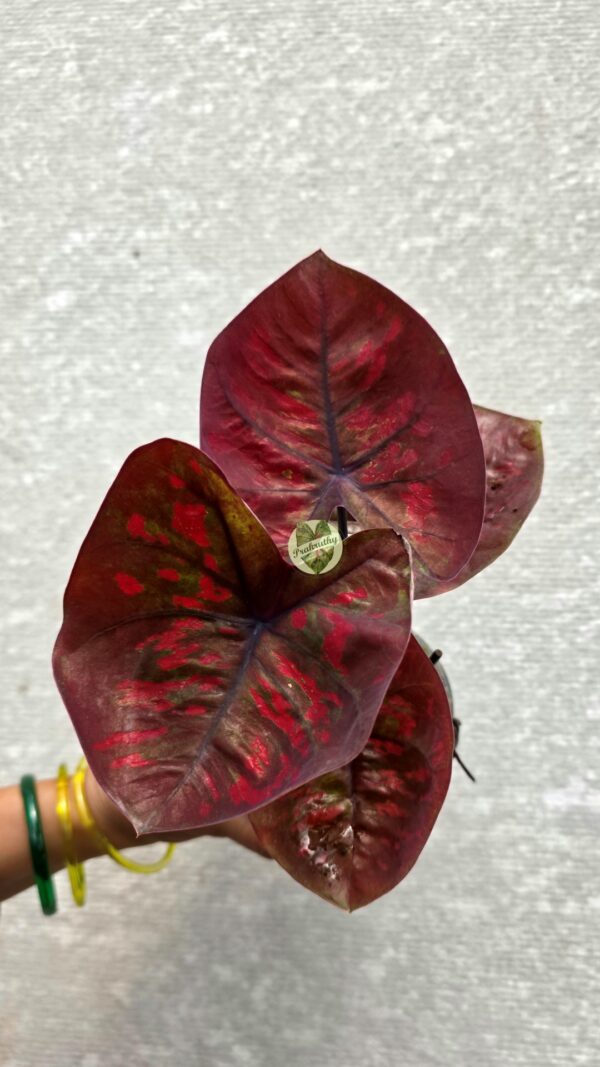 Deep Maroon Caladium with Fiery Red Patches & Dark Purple Veins