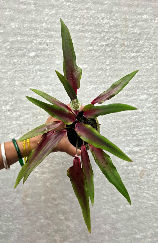 Metallic Burgundy Lance-Leaf Caladium with Olive Green Margins