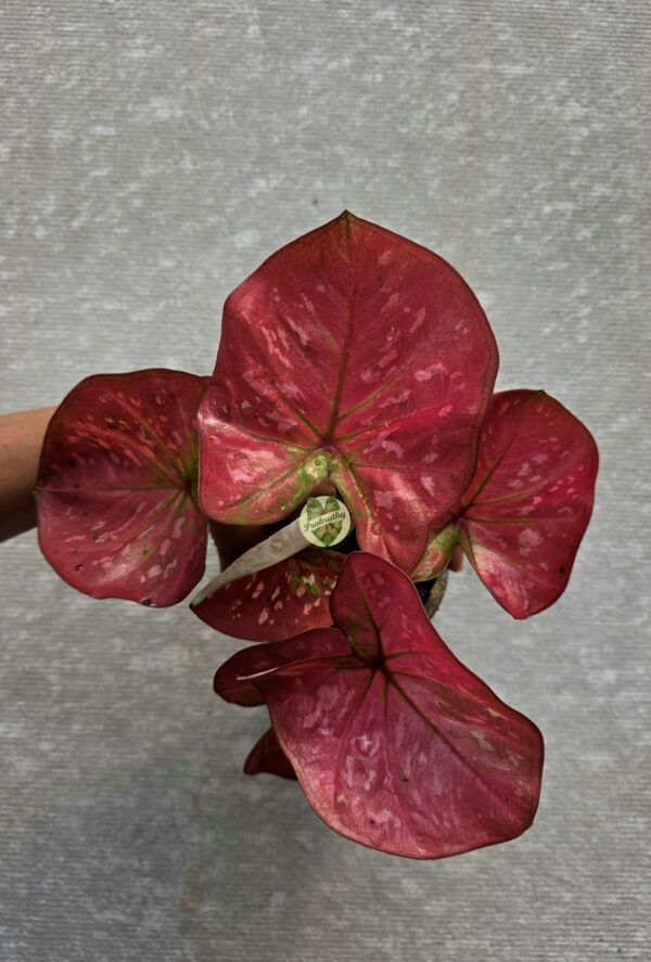 Coral Crimson Caladium with Soft Blush Mottling & Green Base Accent