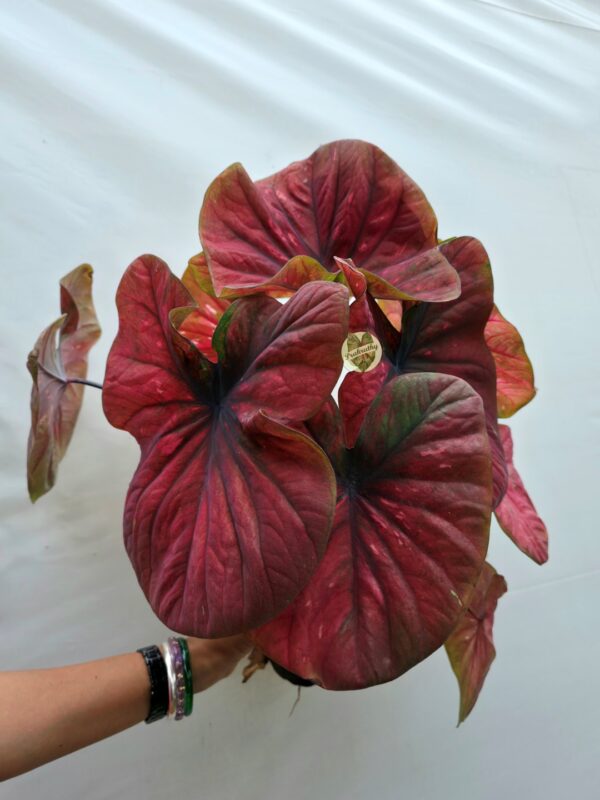 Velvet Crimson Olive Rimmed Caladium Bulb