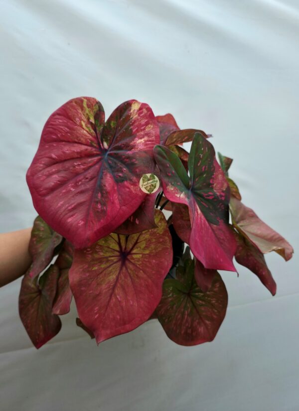 Ruby Pink Olive Splattered Caladium Bulb