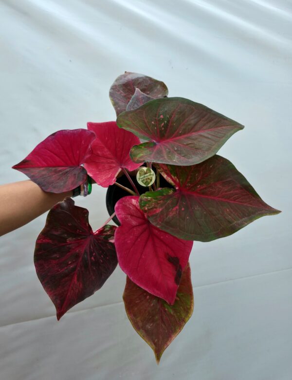 Magenta Olive Green Variegated Caladium Bulb