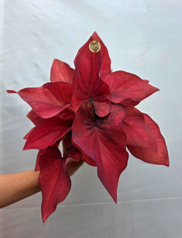 Solid Scarlet Red Caladium Bulb