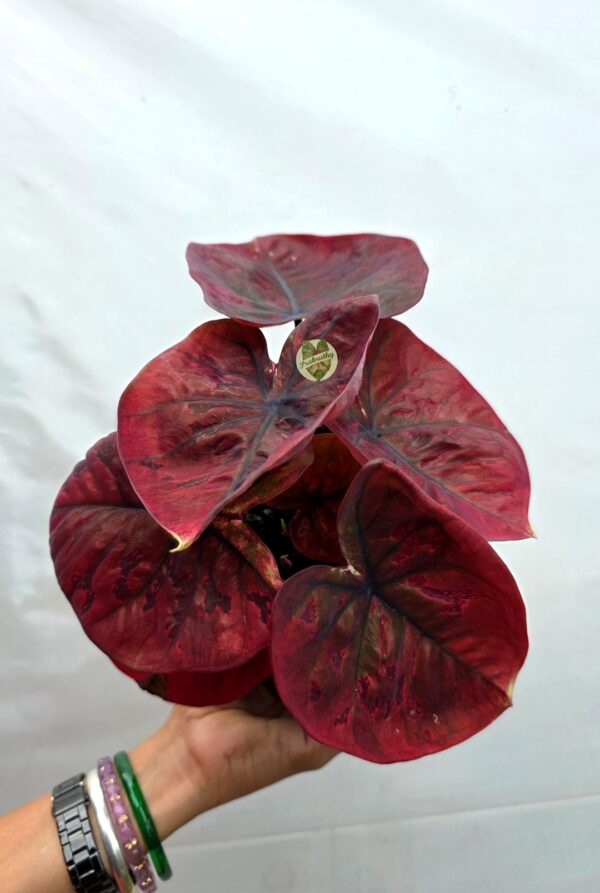 Deep Wine Red Dark Veined Caladium Bulb