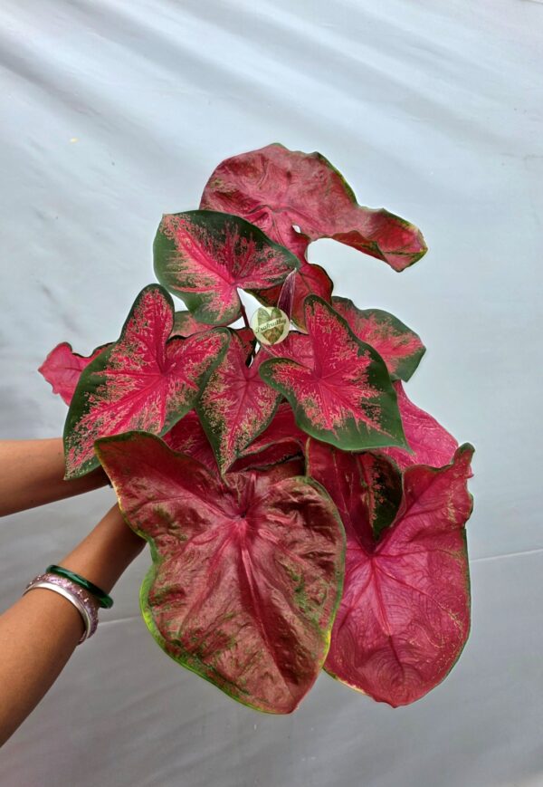 Bright Pink Dark Green Rimmed Caladium Bulb