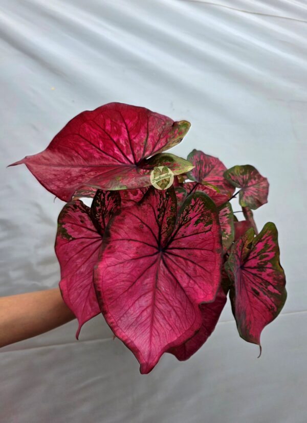 Magenta Pink Dark Green Rimmed Caladium Bulb