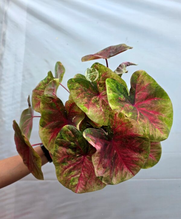 Lime Green Pink Marble Variegated Caladium Bulb