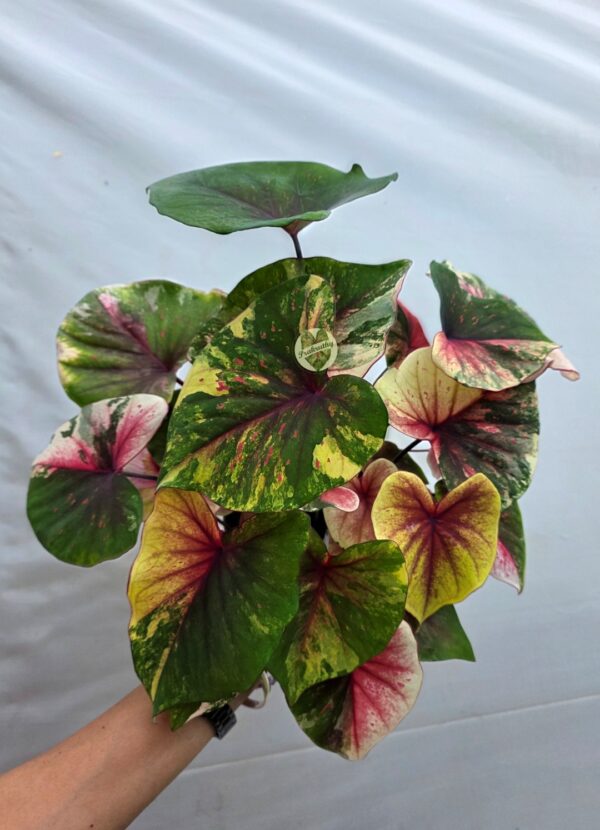 Tricolor Green Yellow Pink Variegated Caladium Bulb