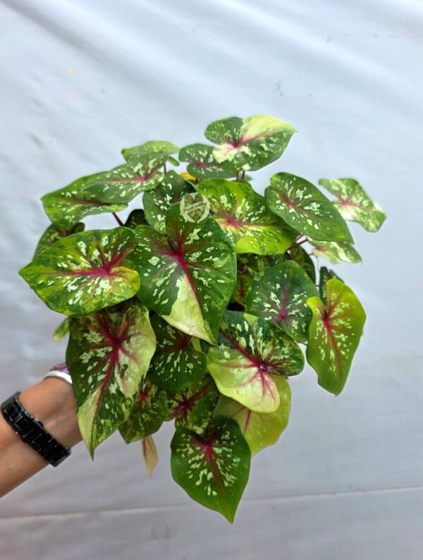 Lime Green Pink Veined Caladium Bulb