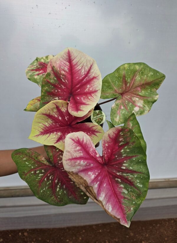 Cream Pink Center Green Rimmed Caladium Bulb