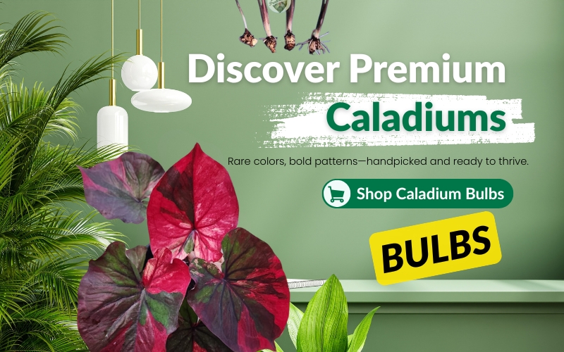 Prakruthy Exotics Mobile hero Banners Caladium Bulbs